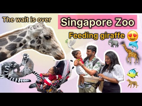 ಕೊನೆಗೂ ಇಯು Wait ಮಾಡಿದ್ ದಿನ ಬಂದೇ ಬಿಡ್ತು❤️ Singapore zoo feeding giraffe 🦒 ￼Travel with toddler 😅❤️