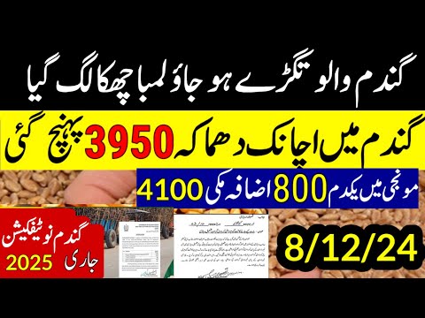 Wheat  support price 2025 گندم کے نئی سرکاری قیمت فائنلmunji kaynat 1121rate 2024/munji1509 new rate