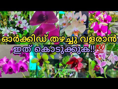 ഇത് കൊടുത്താൽ ഓർക്കിഡ് തഴച്ചു വളരും!! | ORCHID FERTILIZER‼️ | GARDEN DREAMS