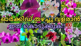 ഇത് കൊടുത്താൽ ഓർക്കിഡ് തഴച്ചു വളരും!! | ORCHID FERTILIZER‼️ | GARDEN DREAMS