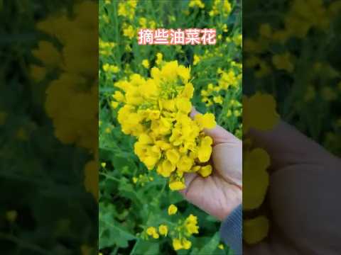 五月的绿拿铁Green smoothie fresh from May garden