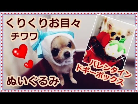 くりくりお目々🐶ぬいぐ○みに戻ったチワワ💖バレンタイン🍫ドギーボックスを紹介🎁Big round eyes, tiny chihuahua 🐶＆ Valentine's Day Doggy box 💕