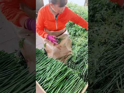 Thornless Rose Cutting  As  Root Stocks  For Rose Tree Grafting #farming #plants #flowers