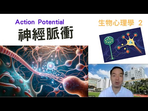 生物心理學02: #神經脈衝#actionpotential #neuralimpulse