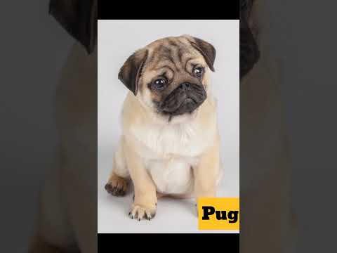 World Cutest & funny dog breeds (part 2) #doglover #dogpricelist #doginformation