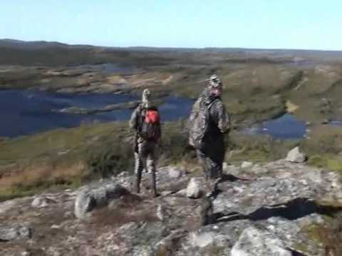 A Newfoundland Bear Hunt