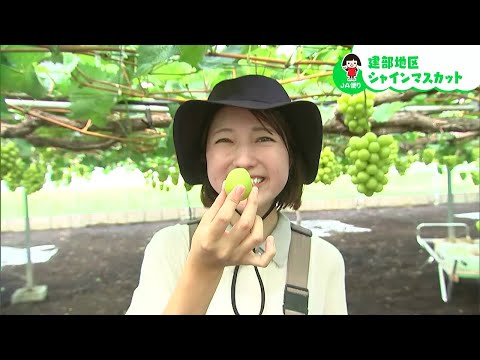 一粒食べればその甘さのトリコに！建部地区で作るシャインマスカット｜【笑味ちゃん天気予報】2024年8月27日放送