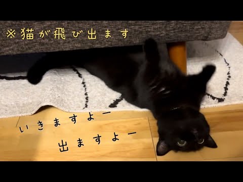 ソファの下からへそ天で器用に出てくる黒猫