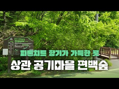 바쁜 일상 속 부족한 피톤치드 느끼러가기! [상관 공기마을 편백숲]