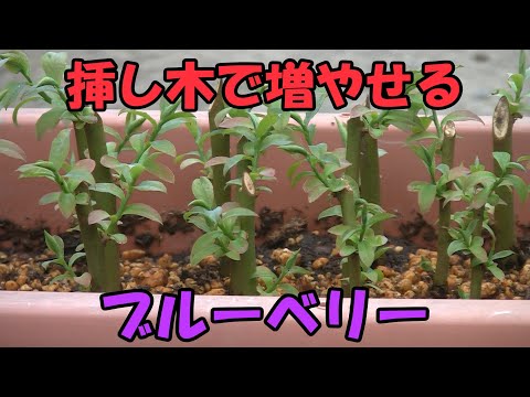 【挿し木】ブルーベリー