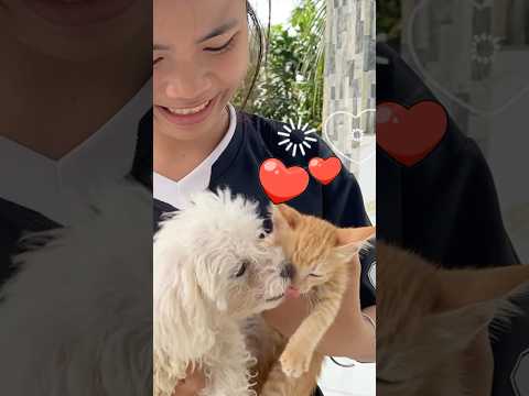 Dog love cat