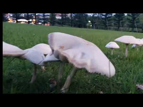 Any one know whether this mushroom is edible or non edible? please share with us.