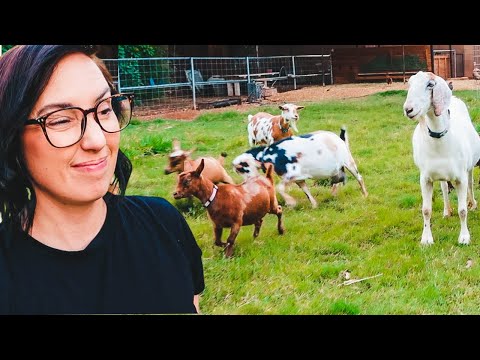 The BATTLE for HERD QUEEN is on! (goat babies & mamas reunite!)