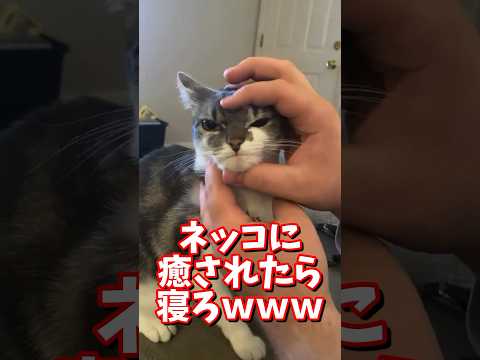 ネッコの動画で癒されたら寝ろｗｗｗ　#2ch #2ch動物スレ #2ch面白いスレ #動物 #犬 #猫 #癒やし #ねこ