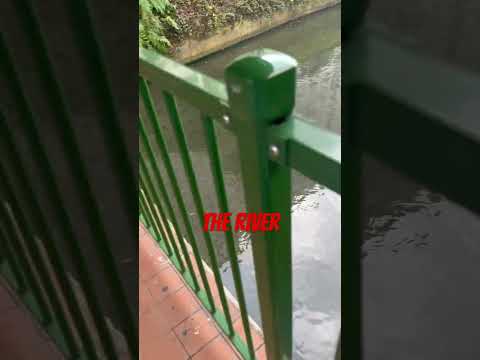 The river | Fish #singapore #singaporelife #singaporean #sgviews #shorts #ytshorts #imvikasrawat