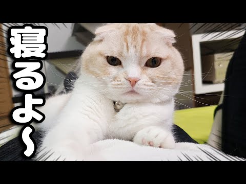 「寝るよ！」と言うと飼い主に移動して寝る猫と犬が可愛い！