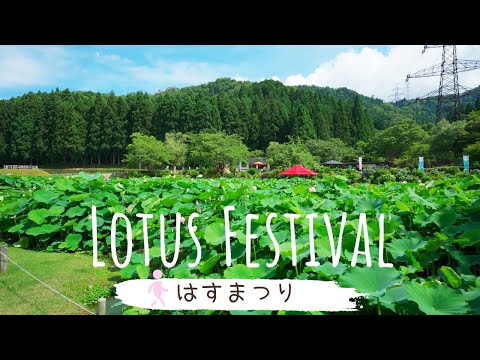 [4KHDR]Walk through Lotus Flower Festival[Japan]南條花はす公園-はすまつり 散策