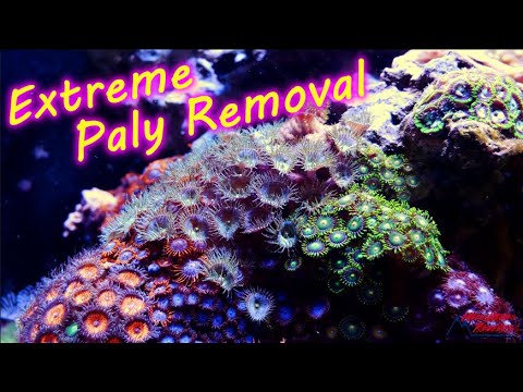 Extreme Palythoa and Zoanthid Removal