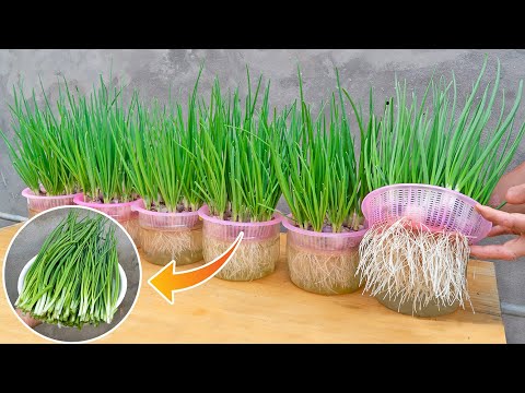 Great secret to growing onions without using soil, only plant once and harvest all year round