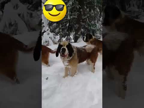 Dogs in snow / dog short video #shorts #dog #snow