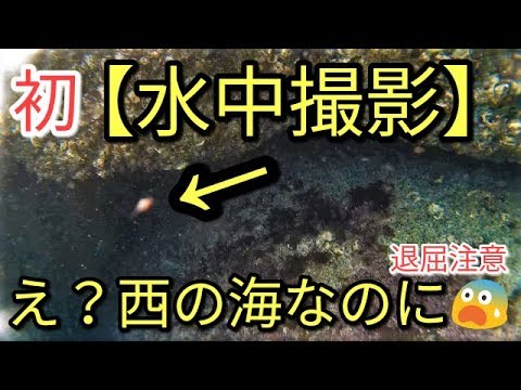 初【水中撮影】海にカメラ投げてみたら謎の生物が映り込んだ！？