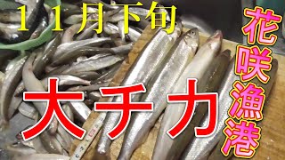 【サビキ釣り】花咲漁港!名物！大チカ爆釣！！