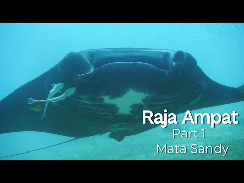 Mantas flying - Raja Ampat: Where Giants Waltz in the Deep Blue [Part 1 - Raja Ampat]