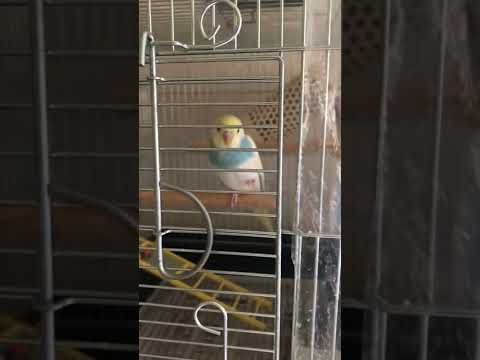 バランス感覚◎ #shorts #セキセイインコ #budgie #かわいい #すいちゃん #バランス