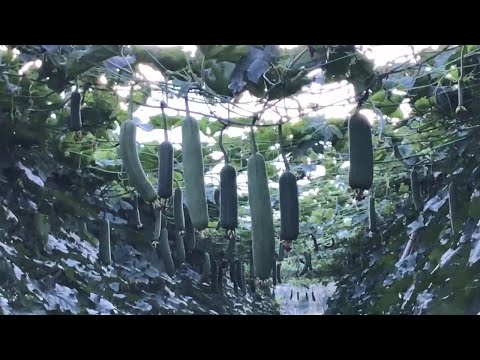 Wow! Sponge gourd - Agriculture