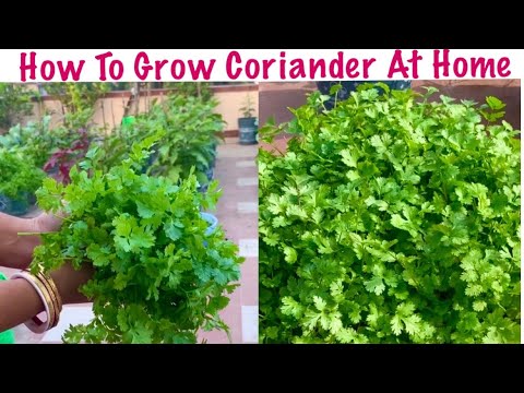 Best And Easiest Way To Grow Lots Of Coriander In Pot At Home// How To Grow Coriander At Home