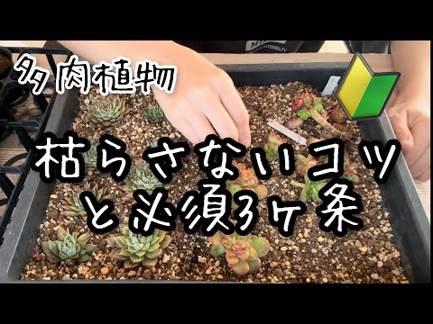 【多肉植物】多肉を枯らさないコツとこれだけは必須3つ！