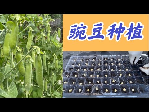 提前一个月吃到豌豆苗和豆荚。早春豌豆的种植以及保暖。