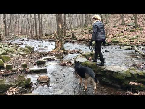 Ep146 Black River hiking with Our German Shepherd - Hiking with Dog in the Wilderness - forest