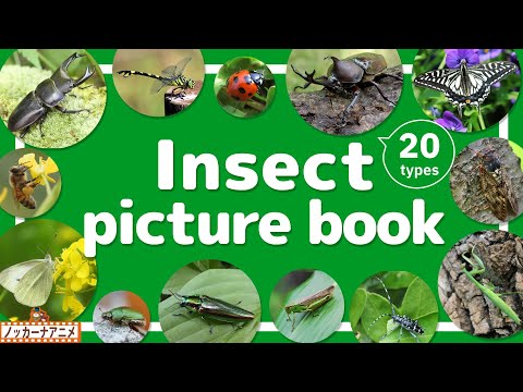 Insect Picture Book | Video for Kids 【こんちゅう図鑑】20種類のいろんな昆虫をみてみよう！英語知育アニメ