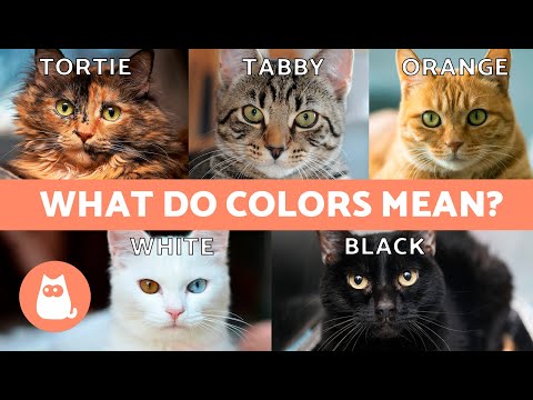 DIFFERENT CAT COLORS 🐱🌈 What Meanings Are Given to CAT COAT COLORS?