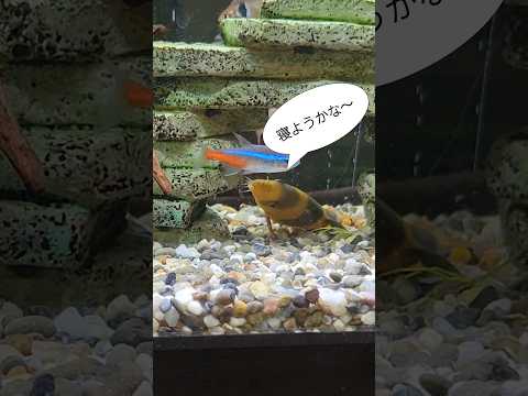 クラウンローチが寝つくまで♯カルミン♯熱帯魚