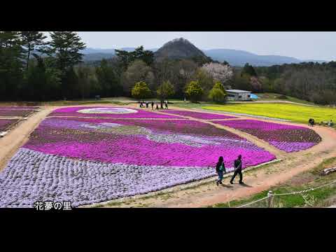 春の世羅高原は花盛り　 癒しのタイム13