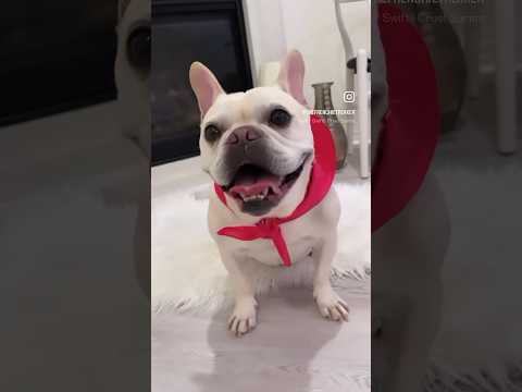 Happy French Bulldog | Max and Bo #Shorts #Dog | Cruel Summer