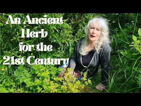 An Ancient Herb for the 21st Century