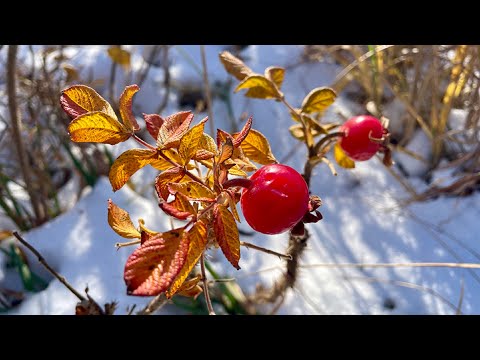 【えりすいしかり】ハマナスの紅葉と冬支度