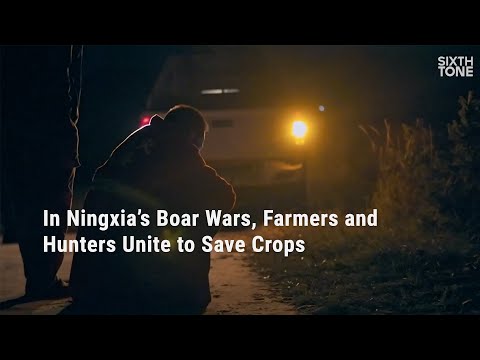 In Ningxia’s Boar Wars, Farmers and Hunters Unite to Save Crops