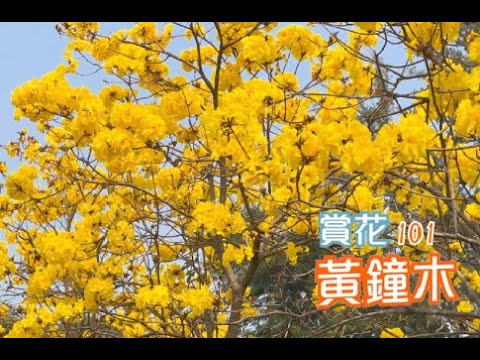 【賞花101】黃鐘木 【Appreciation of Flowers 101】Yellow Pui