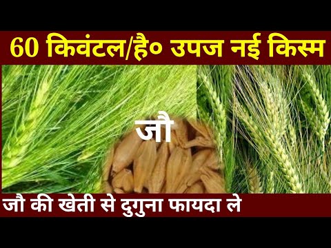 जौ की उपज 60 क्विंटल // jou ki kheti kaise karen // जौ की खेती कैसे करें // how do barley farming