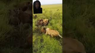 Lion stands up to a pack of hyenas #lion #safari #nature #wildlife #shorts #hyena #lionking  #mufasa