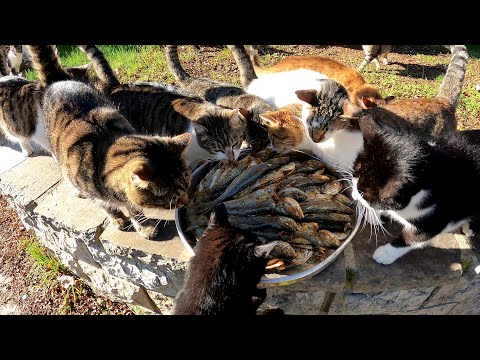 Stray cats who came across a bucket full of fresh fish felt like they were dreaming.