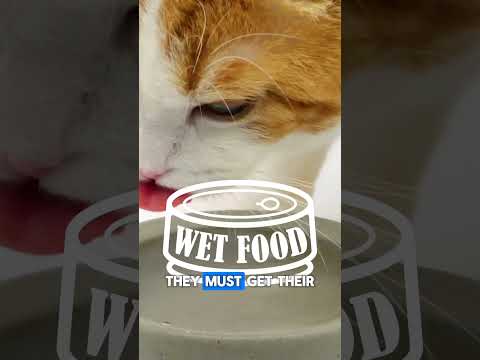 Is Dry Food Safe For Cats? | Two Crazy Cat Ladies #cats #catfood #cathealth