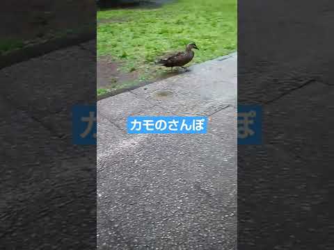 雨の日のカモのさんぽ。