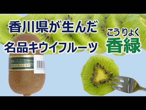 香川県が生んだ名品キウイフルーツ　香緑