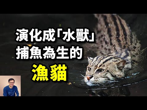 專為吃魚而生，被稱為「魚虎」，沙貓的對立面，向水生演化的漁貓Fishing cat【老肉雜談】#動物 #貓 #漁貓 #cat