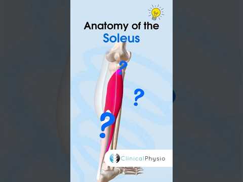 Soleus Anatomy #physicaltherapy #physiotheraphy #soleus #anatomy